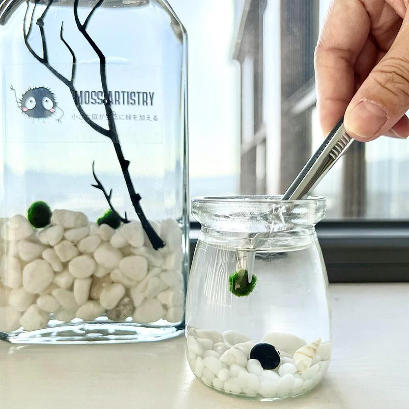 Perfect Indoor Plants for Beginners Mini Aquarium Jar Live Moss Balls Mossplantpetaquariumdesk Cherryblossomtreedecor