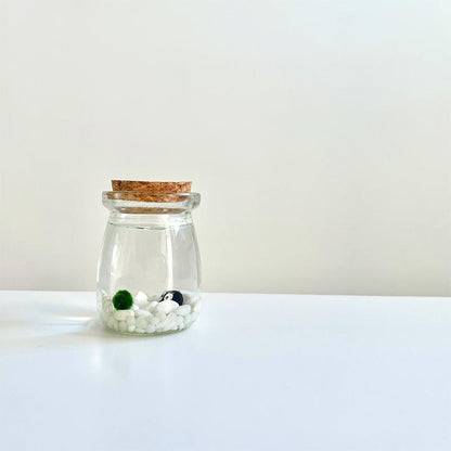 Perfect Indoor Plants for Beginners Mini Aquarium Jar Live Moss Balls Mossplantpetaquariumdesk Cherryblossomtreedecor