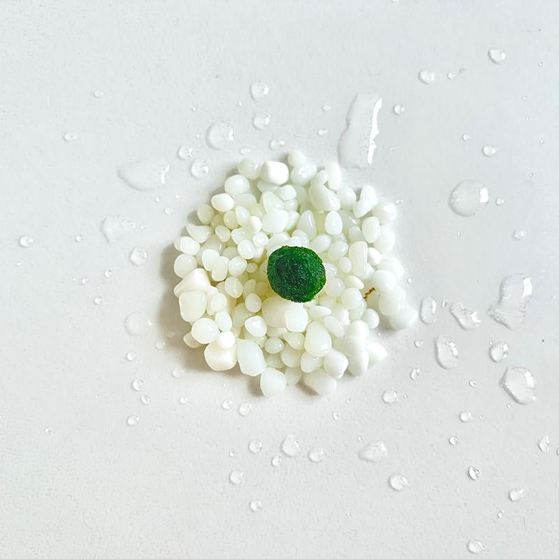 Perfect Indoor Plants for Beginners Mini Aquarium Jar Live Moss Balls Mossplantpetaquariumdesk Cherryblossomtreedecor