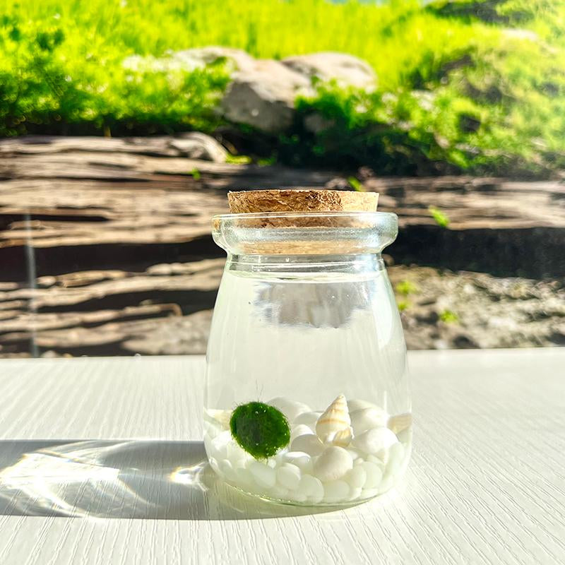 Perfect Indoor Plants for Beginners Mini Aquarium Jar Live Moss Balls Mossplantpetaquariumdesk Cherryblossomtreedecor