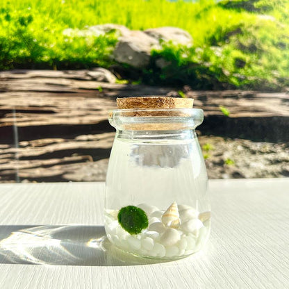 Perfect Indoor Plants for Beginners Mini Aquarium Jar Live Moss Balls Mossplantpetaquariumdesk Cherryblossomtreedecor