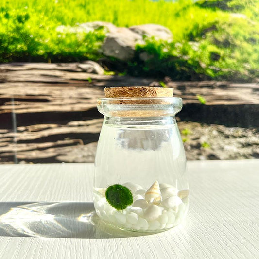 Perfect Indoor Plants for Beginners Mini Aquarium Jar Live Moss Balls Mossplantpetaquariumdesk Cherryblossomtreedecor