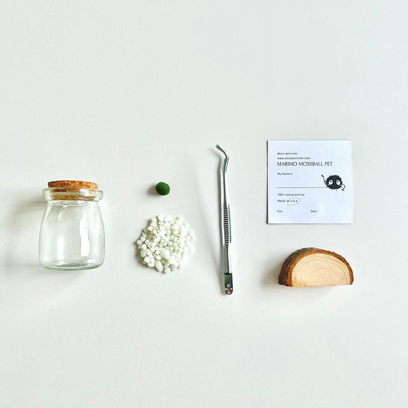Perfect Indoor Plants for Beginners Mini Aquarium Jar Live Moss Balls Mossplantpetaquariumdesk Cherryblossomtreedecor