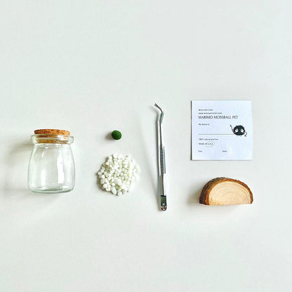 Perfect Indoor Plants for Beginners Mini Aquarium Jar Live Moss Balls Mossplantpetaquariumdesk Cherryblossomtreedecor